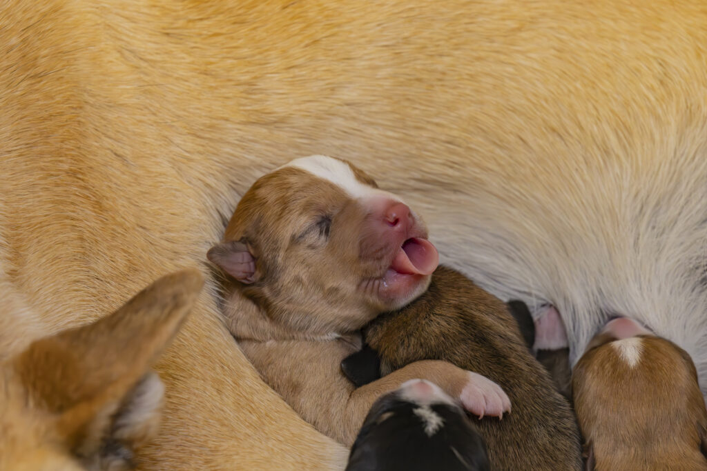 puppy yawning