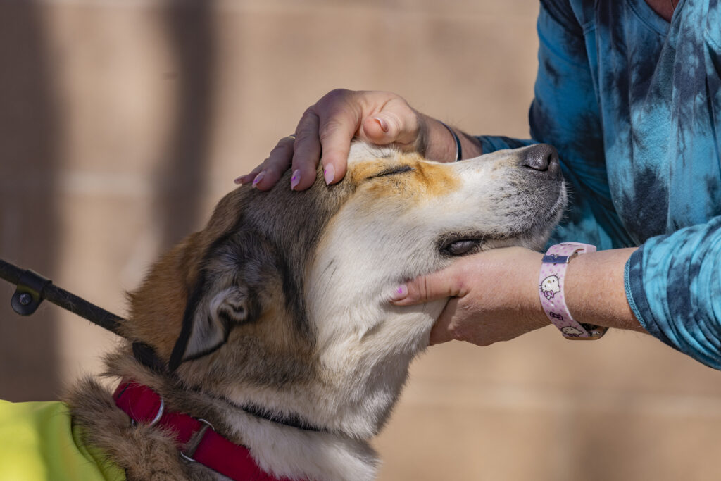 dog being pet