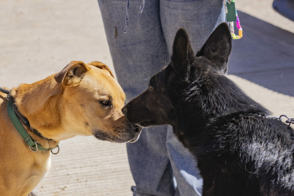two dogs booping noses